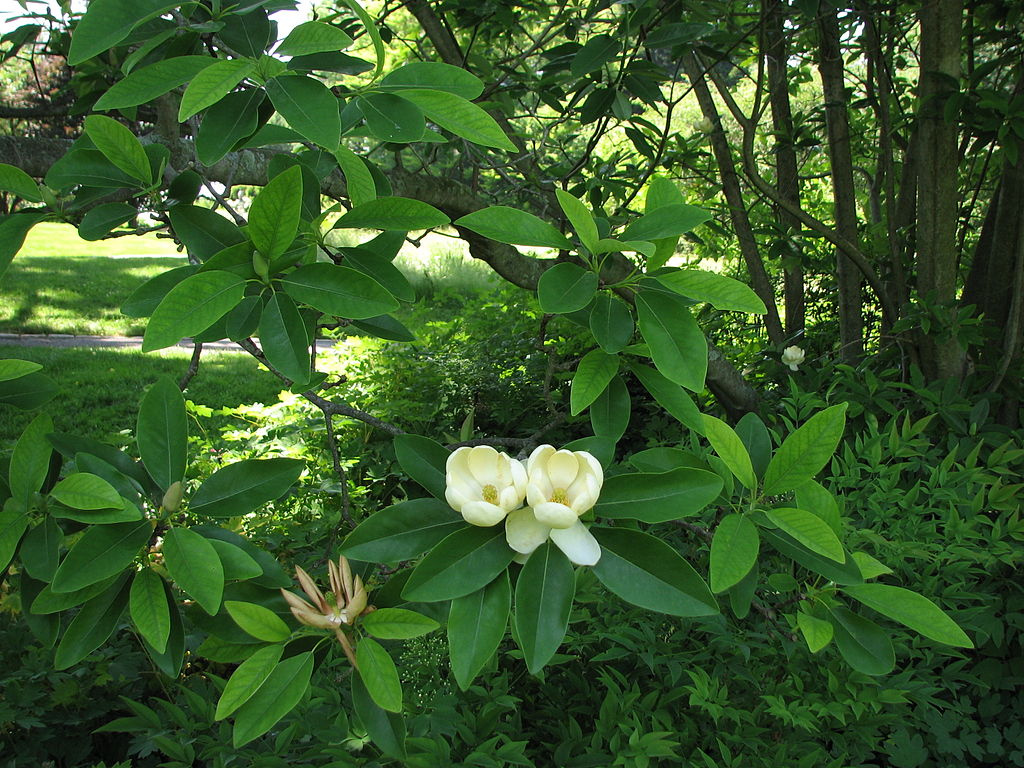 the-3-most-common-issues-with-crape-myrtles-in-memphis-tn-northern-ms